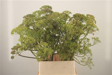 <h4>Foeniculum Vulgare</h4>