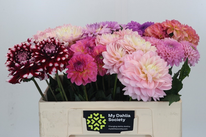 <h4>Dahlia Gemengd in fust</h4>