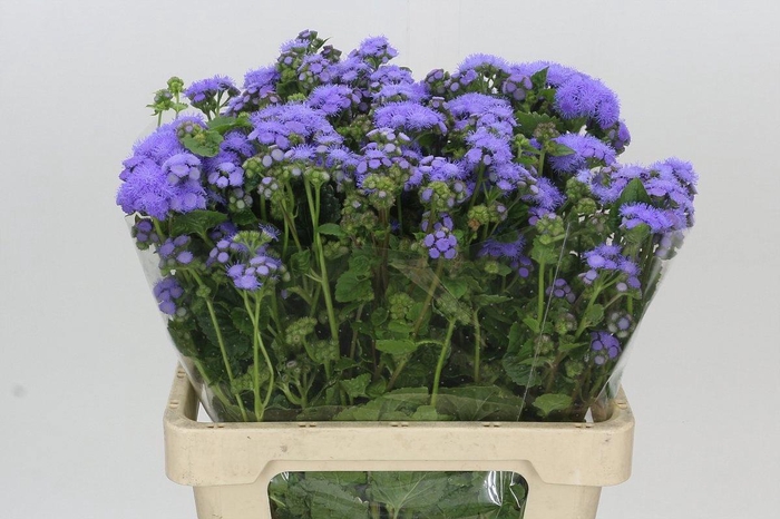 <h4>AGER H BLUE PLANET</h4>