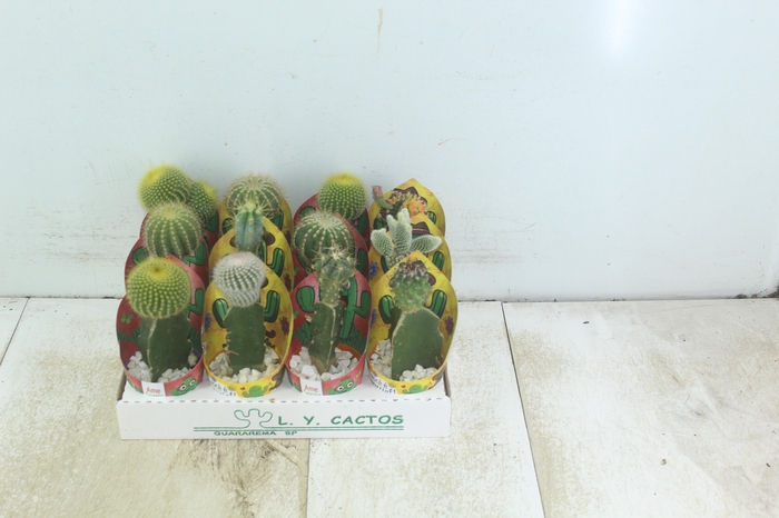 <h4>CACTUS ENXERTADO P07</h4>