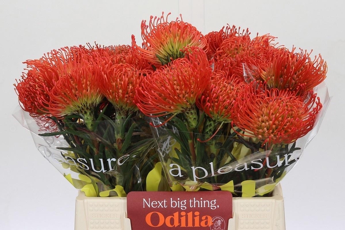 <h4>LEUCO CO SUCCESSION</h4>