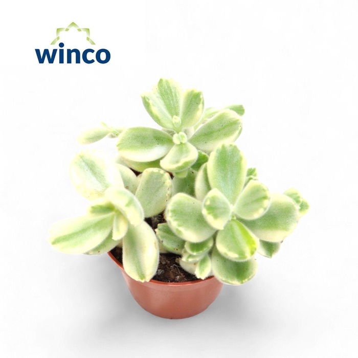 <h4>Cotyledon Ladysmithiensis Variegata</h4>