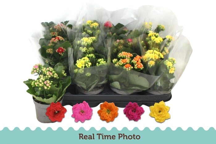 <h4>KAL GE GEM 5 KL</h4>