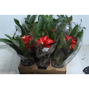 GUZMANIA VERMELHA P12