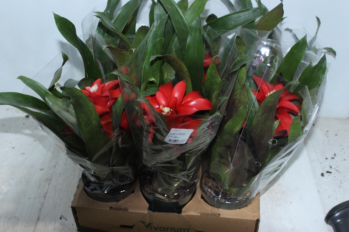 <h4>GUZMANIA VERMELHA P12</h4>