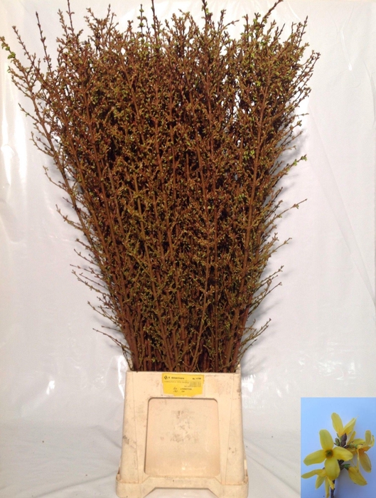 <h4>FORSY I SPECTABILIS</h4>