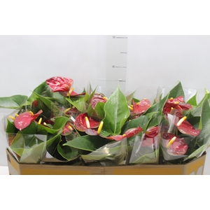 ANTHURIUM P12 VERMELHO