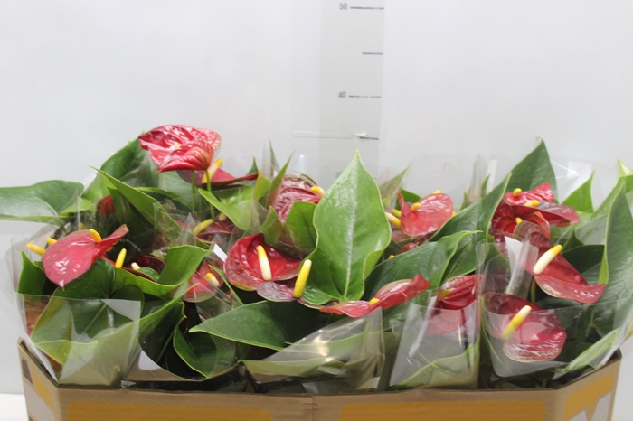 <h4>ANTHURIUM P12 VERMELHO</h4>