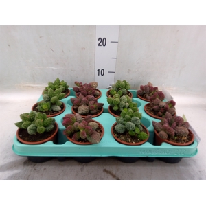 Adromischus cooperii