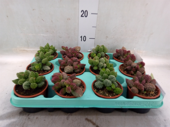 <h4>Adromischus cooperii</h4>