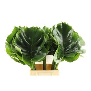 Monstera Blad 23cm