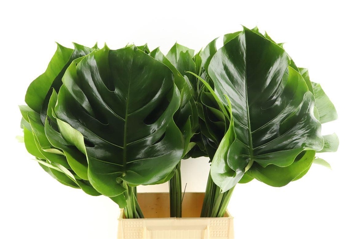 <h4>Monstera Blad 23cm</h4>