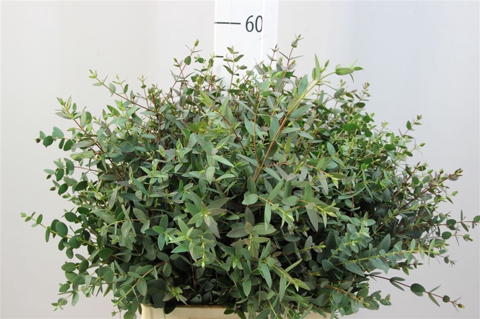 <h4>Euca Parvifolia Kort 350gr</h4>