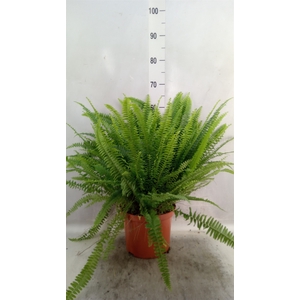 Nephrolepis exal. 'Green Lady'