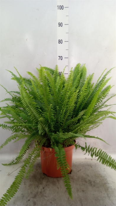 <h4>Nephrolepis exal. 'Green Lady'</h4>