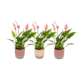 Anthurium 7 cm Lilli in Becca keramiek 2024