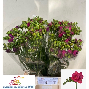 FREESIA DU EXPRESSION BUNDT