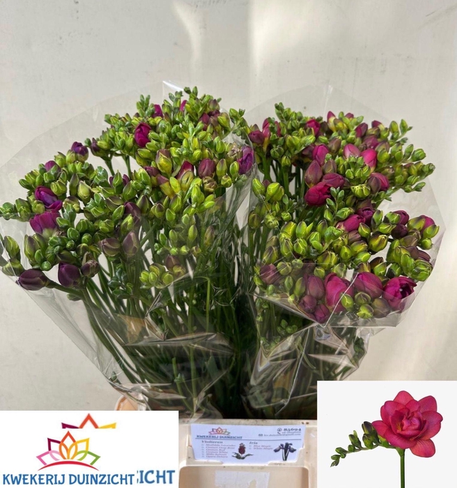 <h4>FREESIA DU EXPRESSION BUNDT</h4>