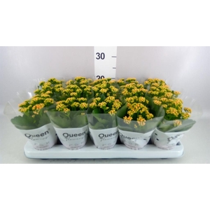Kalanchoe  'RoseFlow Agnes'