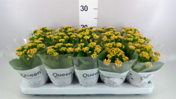 <h4>Kalanchoe  'RoseFlow Agnes'</h4>