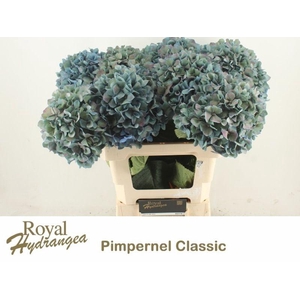 HYDR M PIMPERNEL CL