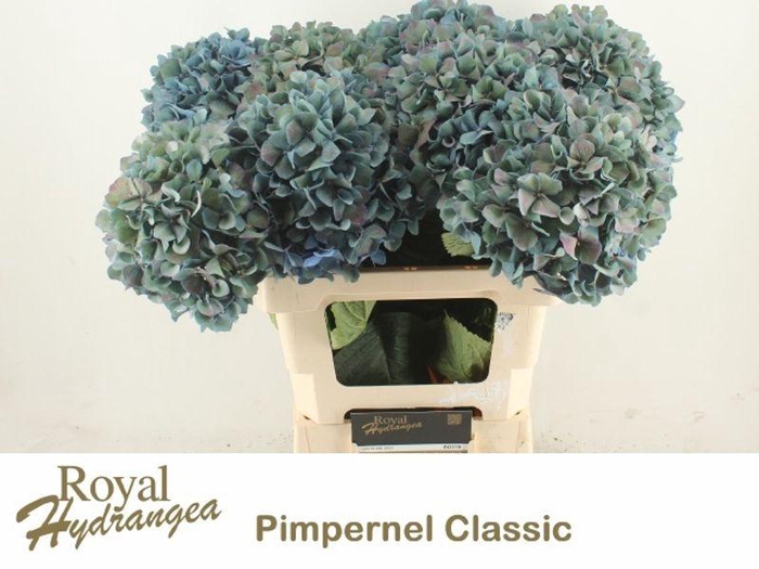 <h4>HYDR M PIMPERNEL CL</h4>