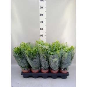 Phlebodium aureum 'Davana'