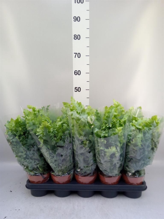 <h4>Phlebodium aureum 'Davana'</h4>