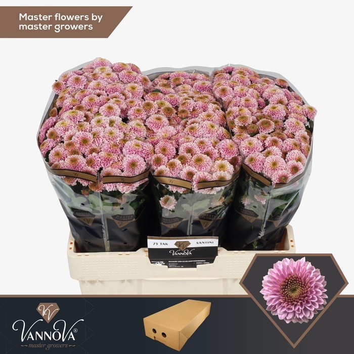 <h4>Chr S Doria Pink</h4>