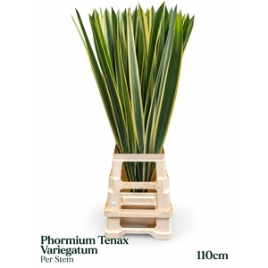 PHORM T VARIEGATUM