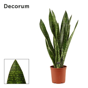 Sansevieria Jamaiquina Regular 27 cm (Decorum)