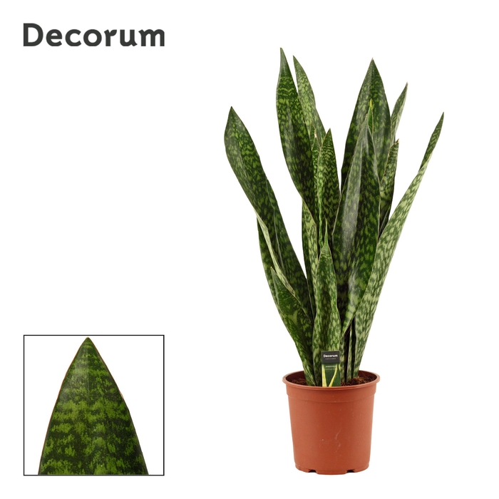 <h4>Sansevieria Jamaiquina Regular 27 cm (Decorum)</h4>