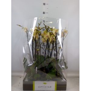Phalaenopsis   ...yellow