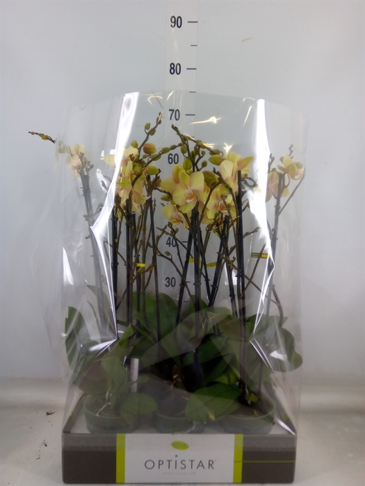 <h4>Phalaenopsis   ...yellow</h4>