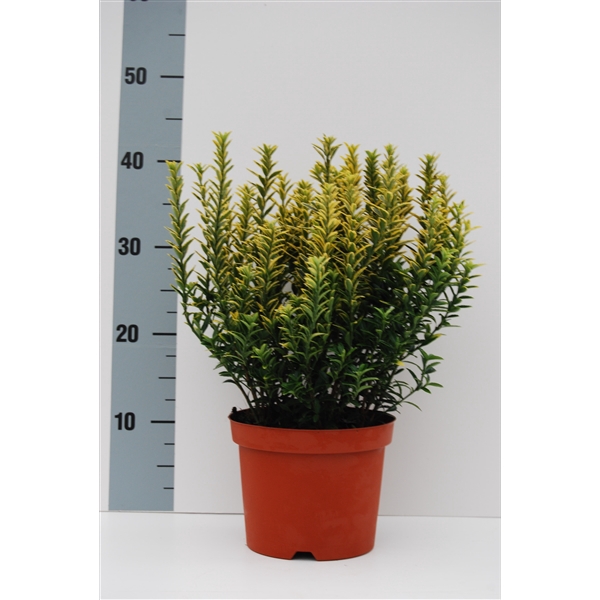 <h4>Euonymus Microphylla Gold</h4>