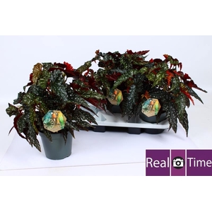 BEG MA BLACK FOREST