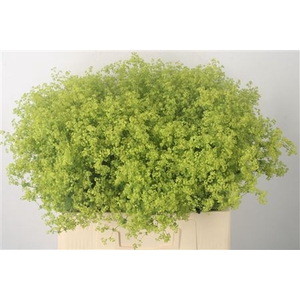 Alchemilla M Robustica