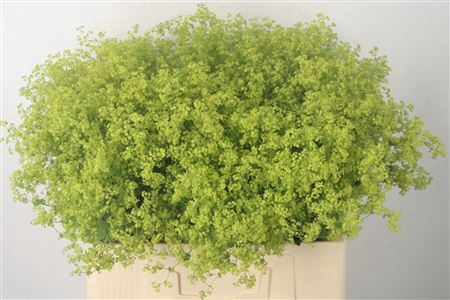<h4>Alchemilla M Robustica</h4>
