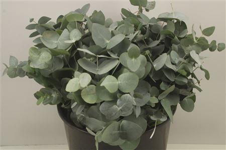 <h4>Euc Cinerea Per Bunch 150 Gram Extra</h4>