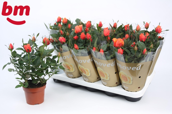 <h4>Rosa Orange Beau Monde</h4>