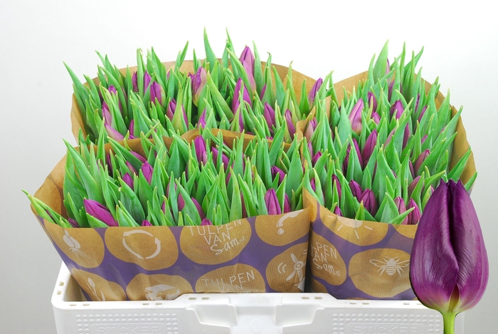 <h4>TU EN LAPTOP</h4>