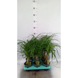 Beaucarnea recurvata