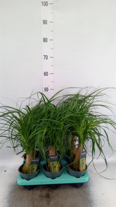 <h4>Beaucarnea recurvata</h4>