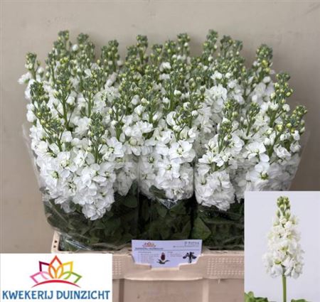 <h4>Matth Centum White N L</h4>