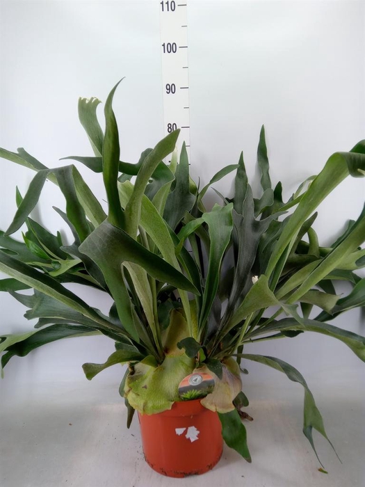 <h4>Platycerium bifurc.</h4>