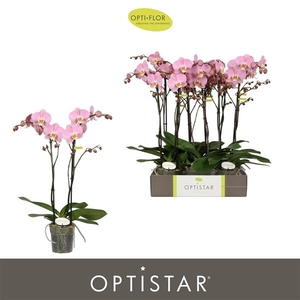 Phalaenopsis Anthura Padova