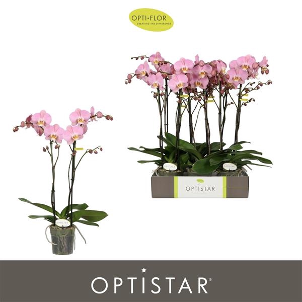 <h4>Phalaenopsis Anthura Padova</h4>