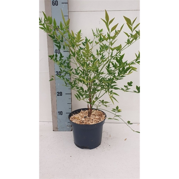 <h4>Nandina domestica 'Richmond'</h4>