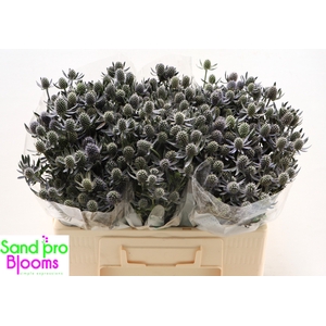 Eryngium planum 'Blue Glitter'