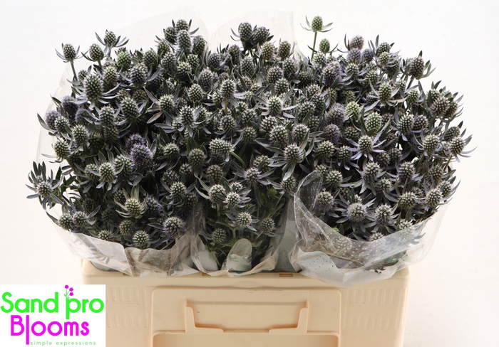 <h4>Eryngium planum 'Blue Glitter'</h4>